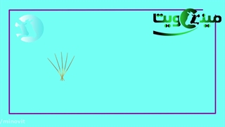 استفاده از کاه برنج در تغذیه دام