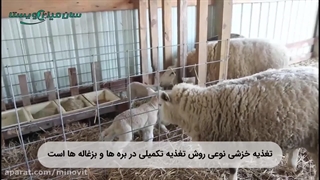 تغذیه خزشی در گوسفندان