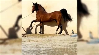 مزرعه پرورش اسب جهاندیده