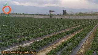 آفات توت فرنگی از زبان یکی از توت فرنگی کاران بزرگ استان مازندران