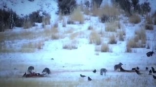 مستند زندگی گرگ ها