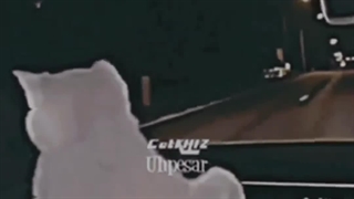 گربه ماشین باز