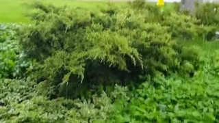 طعنه عجیب مریم امیر جلالی به وضعیت تهران، در خاک کانادا!
