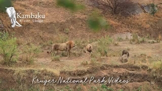 فیلم کامل مبارزه شیرها