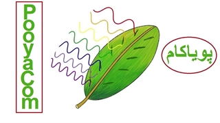 کمیاب ترین رنگ در طبیعت چیست؟