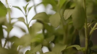 وثائقی | کیف تستغل الشرکات الکبرى معارف الشعوب الأصلیة  و الموارد الجینیة ؟ | وثائقیة دی دبلیو