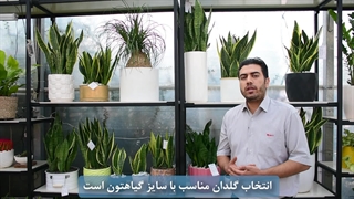 معرفی و نگهداری از گیاه سانسوریا