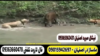 دعوای سگ و گراز با هم