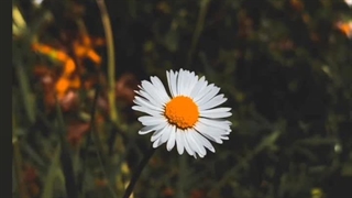 دانلود فیلم و سریال جدیدی ترین از لینک کانالhttps://rubika.ir/mojtTok