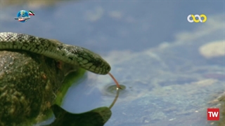 شگفتی‌های حیوانات ؛ 2014 ؛ فصل 1 ؛ قسمت 11