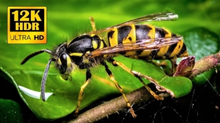 کلیپ زیبای حیات وحش حشرات با کیفیت 12K
