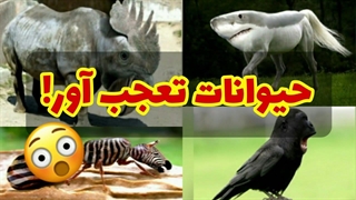 فوتوشاپ های بامزه