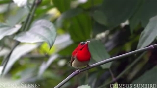 پرندگان مناطق گرمسیری - همراه با نام و صداهایشان