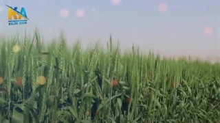 علم دنیا در شوک است!! در بیابان‌های عربستان سعودی چه اتفاقی می‌افتد؟