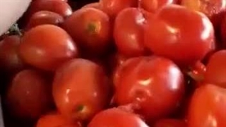 دستگاه رب گیری صنعتی رب گوجه گیری دیوار قیمت صنعتی"بازار طلایی"۰۹۹۲۵۰۴۰۶۶۳