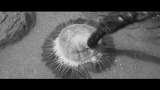 تیزر فیلم کره ای کتاب ماهی - The Book of Fish