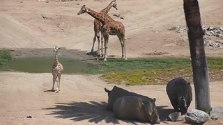 (ویدئو) کنجکاوی بچه زرافه ای که برای اولین بار کرگدن می بیند