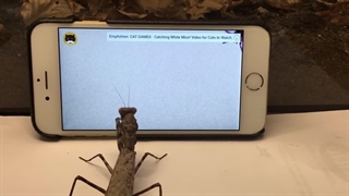 سرکار گذاشتن آخوندک بیچاره با نمایش دادن حشرات در گوشی موبایل