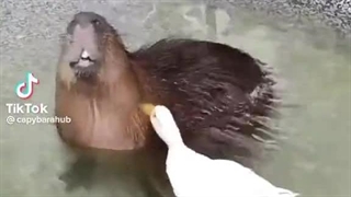 طنزجو: کانال شوخی و سرگرمی _ Joke _ Entertainment _ Recreation _ Laugh _ Smile _ کلیپ شماره :5