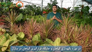 جایگاه گیاهان در منازل