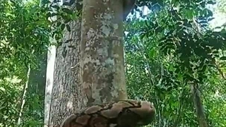 (ویدئو) اگر از مار می ترسید نبینید؛ حرکت خزنده و رعب آور مار پیتون