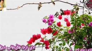 آوای عاشقی | عطر عشق | شعر خیال | فایدات چشم مست | طالب اردبیلی | صدای شاعر