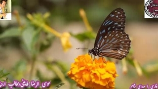 اشعار جاودانه|طالب اردبیلی | فاتح ملک دل | دکلمه شنیدنی