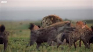 بهترین لحظات از زندگی شیر: BBC Earth