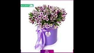 خرید گل آلسترومریا در دیزاین های زیبا با قیمت مناسب ( هر چی که تو دوست داری)