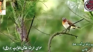 نوای عاشقانه و عارفانه ی طالب آذربایجانی | ترکیب بند قصه ی عشق من 1