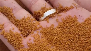 خاکشیر سورت لیزر زرین لوکس