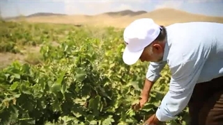 نظرات مشتریان با مصرف کودهای خضراء