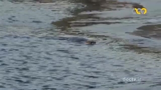 حیات وحش زیبای امریکا