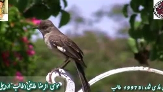 شاهکار | شعر شاهکار شنیدنی| آوای طالب آذربایجانی