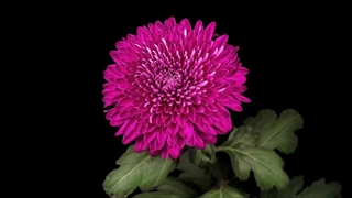 زیبا ترین گل های دنیا با کیفیت 8K