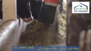 سوله فری استال 22220266-021