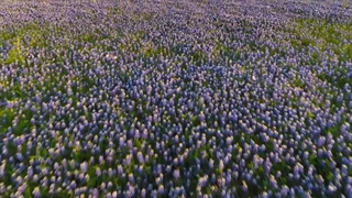 تریلر فیلم مستند Deep in the Heart: A Texas Wildlife Story 2022