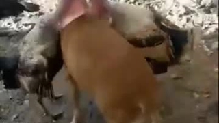 صدا گذاری خنده دار--- بمب خنده دوبله حیوانات - طنز - صداگذاری بمب خنده