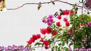 شعر عاشقانه و نوشین | شعر فاتح از دفتر عاشقی طالب | آوای شنیدنی شاهکار شاعر رفع افتادگی پلک
