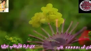 طوفان خیال نوشین | یاغی عقل از اشعار طالب | آوای مانای طالب