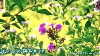 شعر رویایی نوشین شیوا | شعر در چشم من از اشعار طالب | آوای ماندگار شاعر