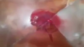 جاری شدن خون در حرم دختر امام حسین (ع) روز عاشورا