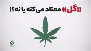 بالاخره «گل» معتاد میکنه یا نه؟!