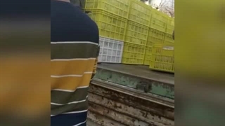 ارسال قارچ صدفی