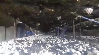 چیدن قارچ دکمه ایی