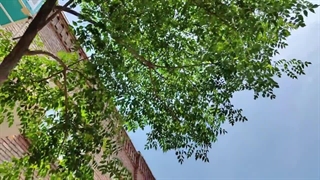 پارچه مبلمان گندم