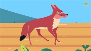 کندترین و سریع ترین حیوانات روی زمین