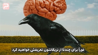 هوش کلاغ: چرا کلاغ ها باهوش ترین پرندگان جهان هستن؟
