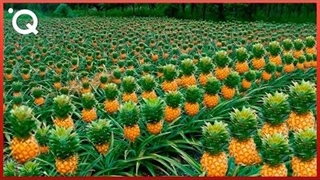 برداشت خوشمزه ترین آناناس های جهان