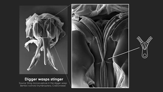 وقتی زنبور شما را نیش می زند چه اتفاقی می افتد؟